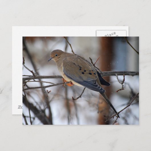 Dove op een Briefkaart van Snowy Day (Voorkant / Achterkant)
