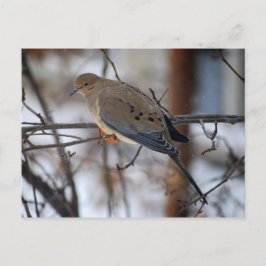Dove op een Briefkaart van Snowy Day