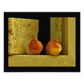 Dove Pair Foto Afdruk (Voorkant)