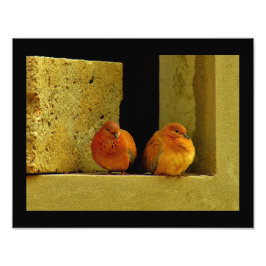 Dove Pair Foto Afdruk