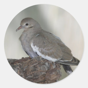 Dove Sticker aanvullen