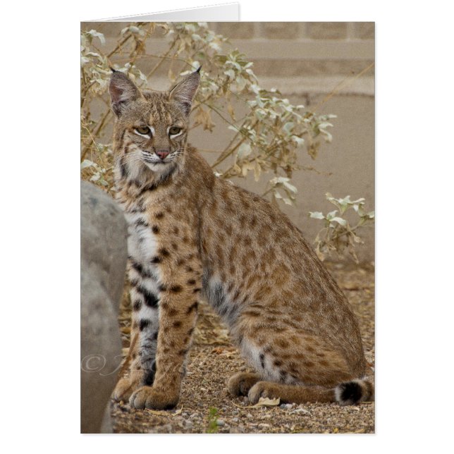 Dove Valley Bobcat (Voorkant)