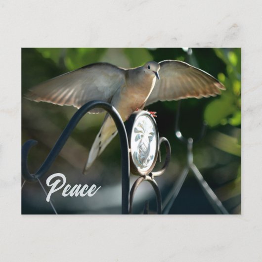 Dove Wings Spread Peace Photographic Briefkaart (Voorkant)