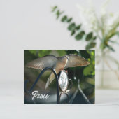 Dove Wings Spread Peace Photographic Briefkaart (Staand voorkant)