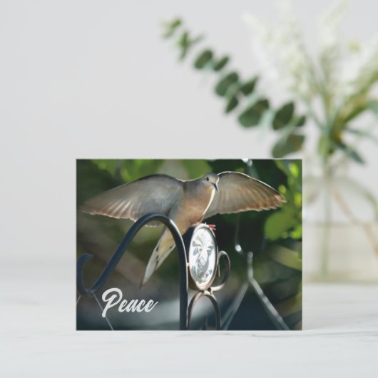 Dove Wings Spread Peace Photographic Briefkaart (Staand voorkant)