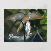 Dove Wings Spread Peace Photographic Briefkaart (Voorkant)