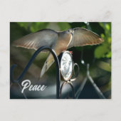 Dove Wings verspreiden vrede Fotografisch Briefkaart (Voorkant)