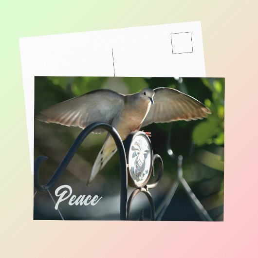 Dove Wings verspreiden vrede Fotografisch Briefkaart