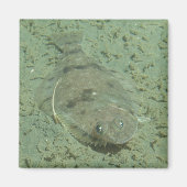 Dover Sole Fish Magneet (Voorkant)