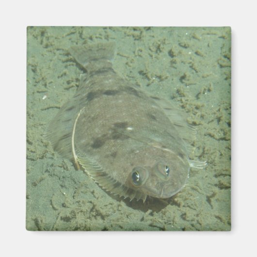 Dover Sole Fish Magneet (Voorkant)