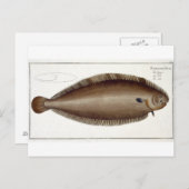 Dover Sole (Solea Solaea) bord XLV uit 'Ichthyol Briefkaart (Voorkant / Achterkant)