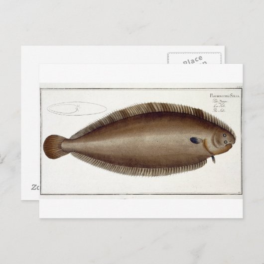 Dover Sole (Solea Solaea) bord XLV uit 'Ichthyol Briefkaart (Voorkant / Achterkant)