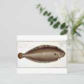 Dover Sole (Solea Solaea) bord XLV uit 'Ichthyol Briefkaart (Staand voorkant)