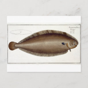 Dover Sole (Solea Solaea) bord XLV uit 'Ichthyol Briefkaart