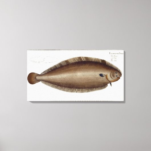 Dover Sole (Solea Solaea) bord XLV uit 'Ichthyol Canvas Afdruk (Voorkant)