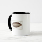 Dover Sole (Solea Solaea) bord XLV uit 'Ichthyol Mok (Voorkant links)