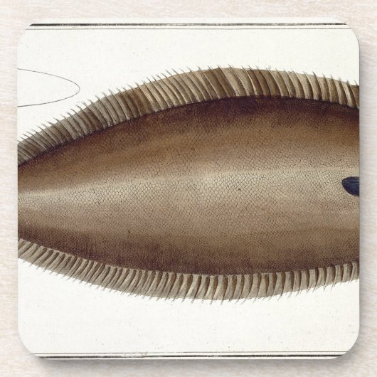 Dover Sole (Solea Solaea) bord XLV uit 'Ichthyol Onderzetter (Voorkant)