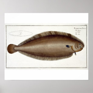 Dover Sole (Solea Solaea) bord XLV uit 'Ichthyol Poster