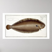 Dover Sole (Solea Solaea) bord XLV uit 'Ichthyol Poster (Voorkant)