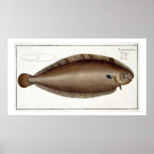 Dover Sole (Solea Solaea) bord XLV uit 'Ichthyol Poster