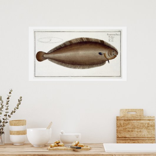 Dover Sole (Solea Solaea) bord XLV uit 'Ichthyol Poster (Keuken)
