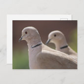 Doves in Love Briefkaart (Voorkant / Achterkant)