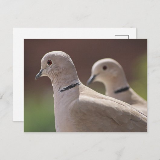 Doves in Love Briefkaart (Voorkant / Achterkant)