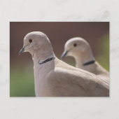 Doves in Love Briefkaart (Voorkant)