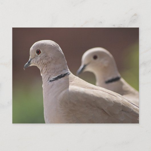Doves in Love Briefkaart (Voorkant)