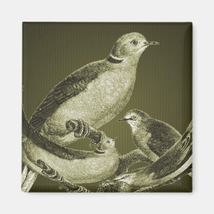 Doves on Branch Bird Art Magnet