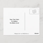 Doves on Branch  Briefkaart (Achterkant)