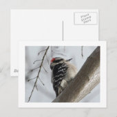 Downey Woodpecker Briefkaart (Voorkant / Achterkant)