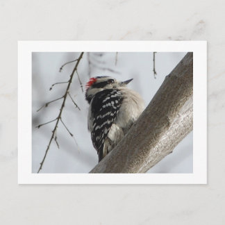 Downey Woodpecker Briefkaart