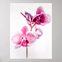 Downloadbare Orchids Poster Print