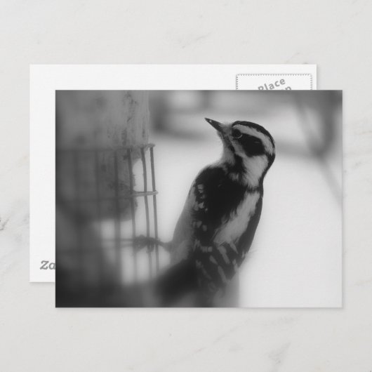 Downy Briefkaart (Voorkant / Achterkant)