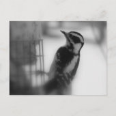 Downy Briefkaart (Voorkant)