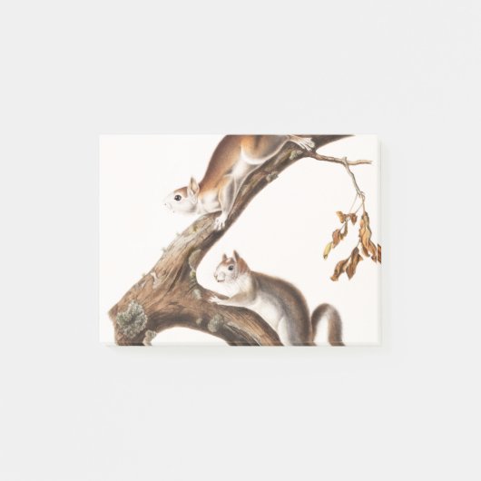 Downy Brown Squirrel House Post-it® Notes (Voorkant)