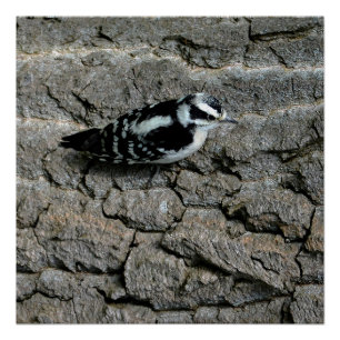 Downy Specht 50cm x 50cm, Poster (Halfglans)