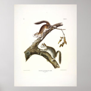 Downy Squirrel, American Red Squirrel, van Audubon Poster
