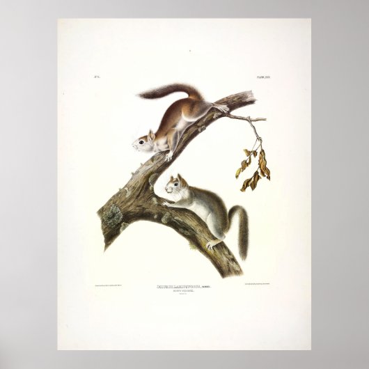 Downy Squirrel, American Red Squirrel, van Audubon Poster (Voorkant)