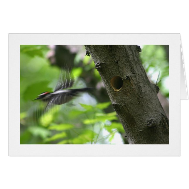 Downy Woodpecker (Voorkant Horizontaal)