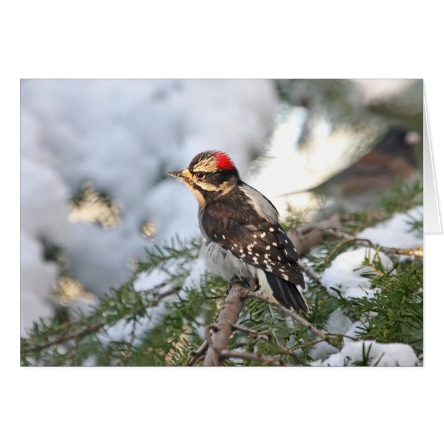 Downy Woodpecker (Voorkant Horizontaal)