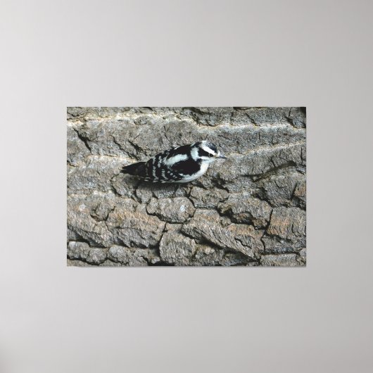 Downy Woodpecker 60 x 40 gewikkeld canvas Afdruk (Voorkant)