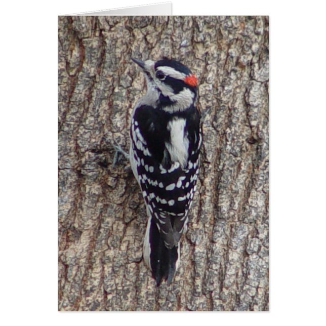 Downy Woodpecker Bird Card (Voorkant)