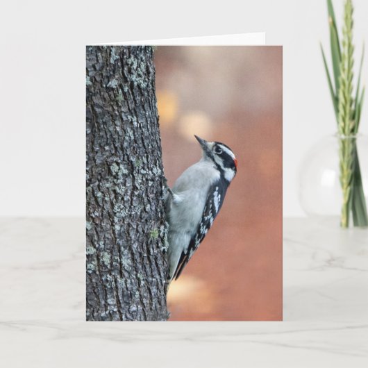 Downy Woodpecker Blank Note Card Kaart (Voorkant)
