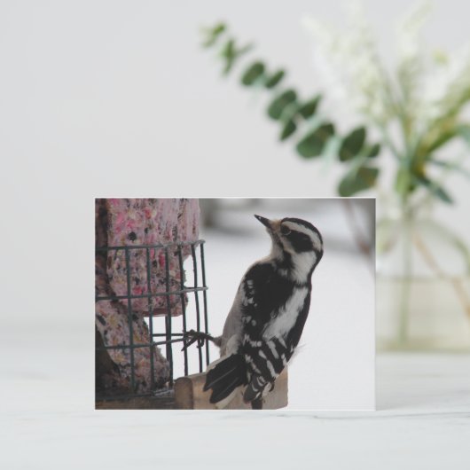 Downy Woodpecker Briefkaart (Staand voorkant)