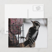 Downy Woodpecker Briefkaart (Voorkant / Achterkant)