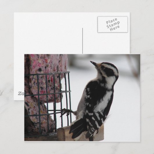 Downy Woodpecker Briefkaart (Voorkant / Achterkant)