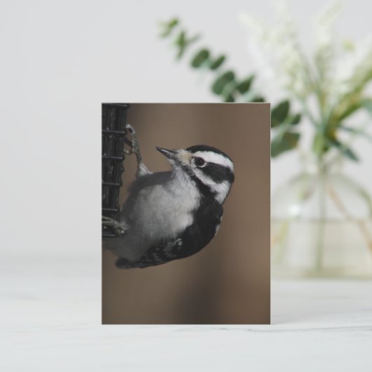 Downy Woodpecker briefkaart (Staand voorkant)