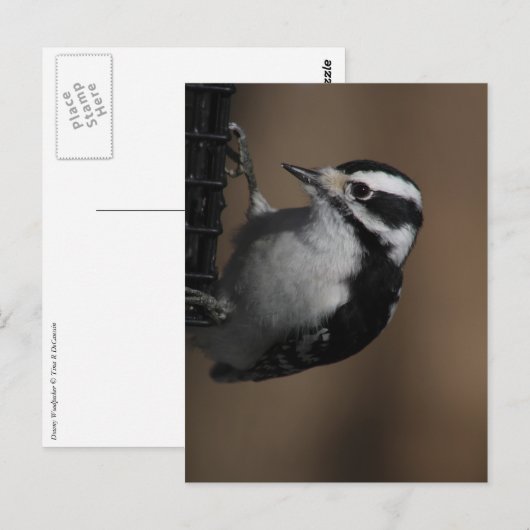 Downy Woodpecker briefkaart (Voorkant / Achterkant)